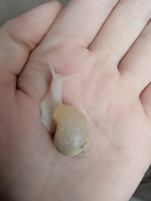 Улитки Ахатины, 2 месяца