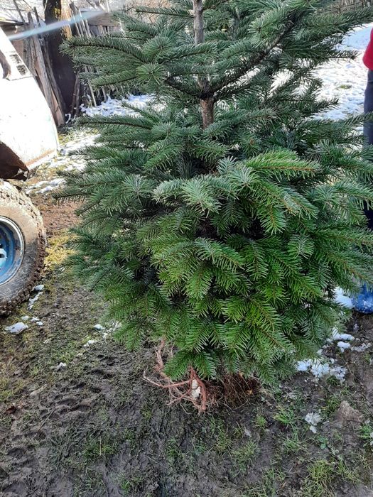 Vând brazi de Craciun sau pentru replantat din pepiniera proprie .