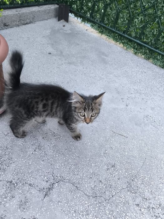 Подарявам коте на 3 месеца.Много игрива а