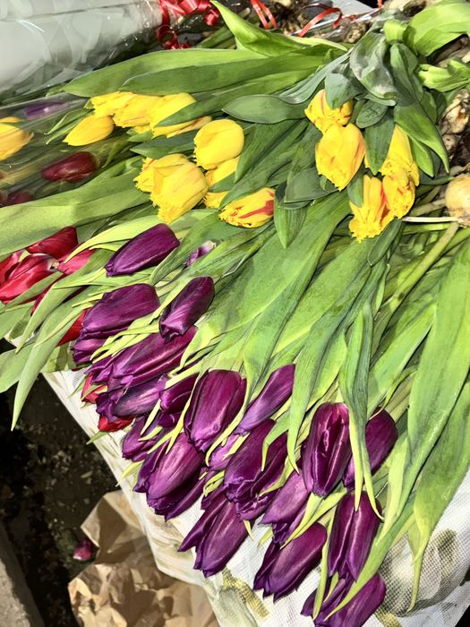 Тюльпаны на 8 марта