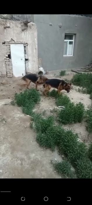 Немецкий овчарка нокисте