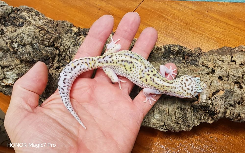 Леопардови гекони   Diablo Blanco (Eublepharis macularius)