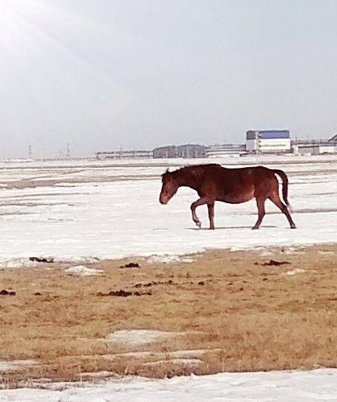 Продам, буаз бие  сатам