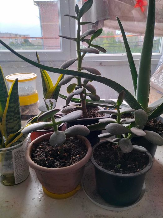 Денежное дерево Тостянка