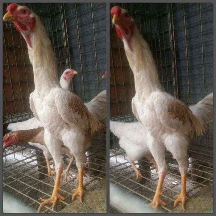 Vand combatanti  talie mare 70 cm