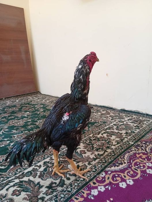 O Shamo xo‘rozi toza qon 100 %