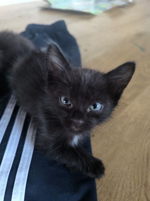 отдам черного котенка мальчика