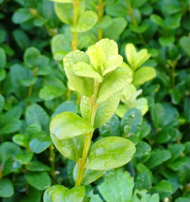 Buxus la ghiveci - producător plante ornamentale și Arbuști fructiferi