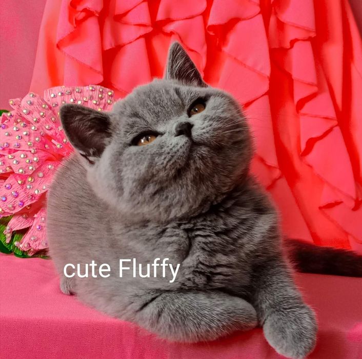 Питомник Cute flyffy