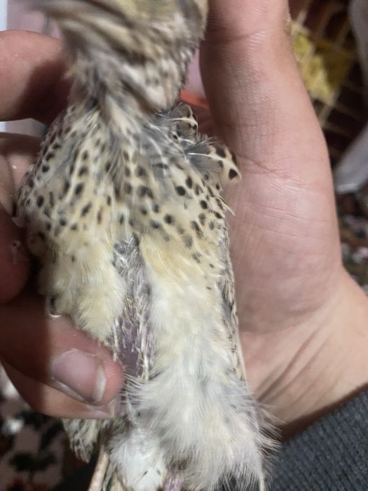 Есть Итальянскийе перепела