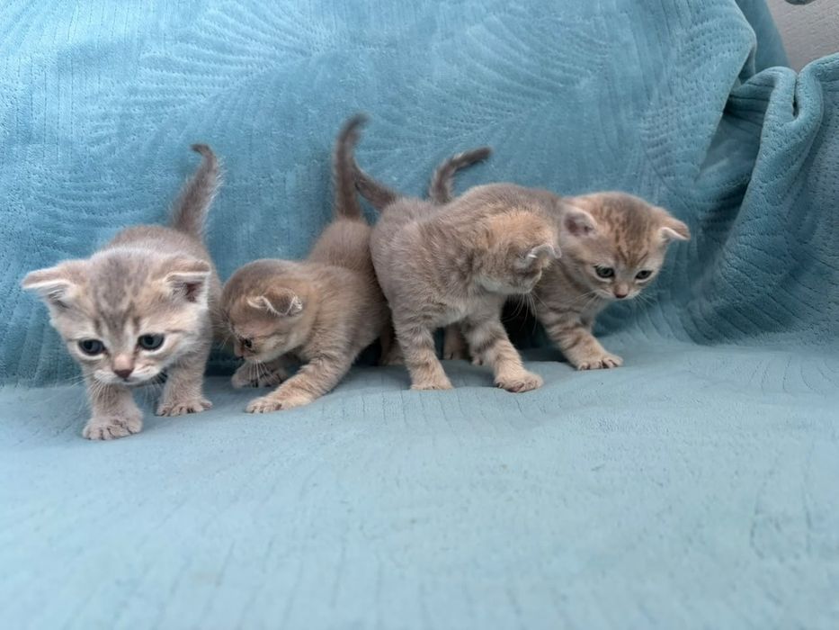 Продаю веслоухих шатланских котят