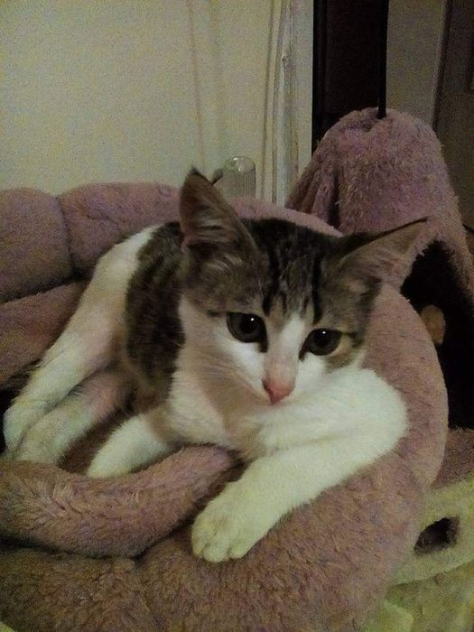 Разхождане на кучета, грижи и нощувки на домашни любимци в дом.условия