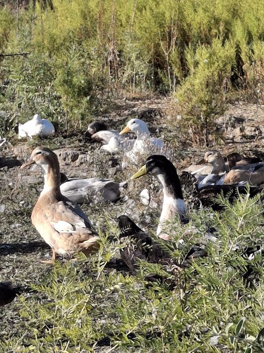 Утята пекинка,индоутята,башкиры
