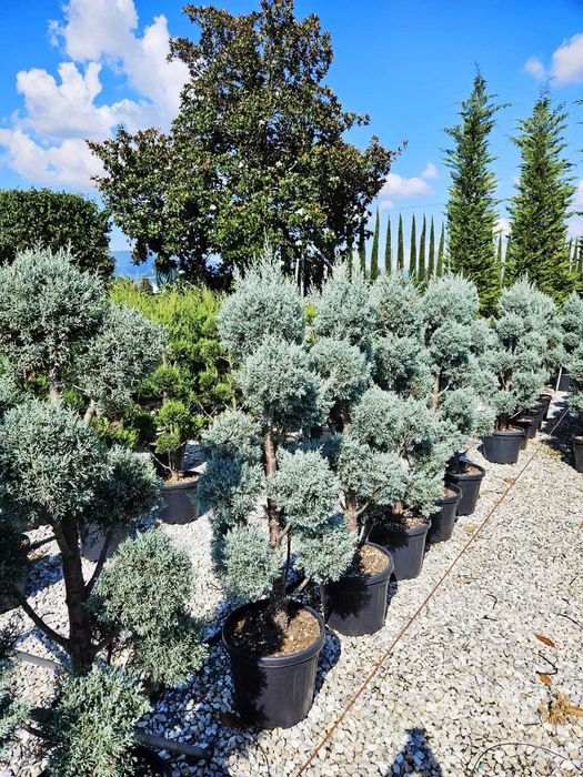 PonPon din leylandii