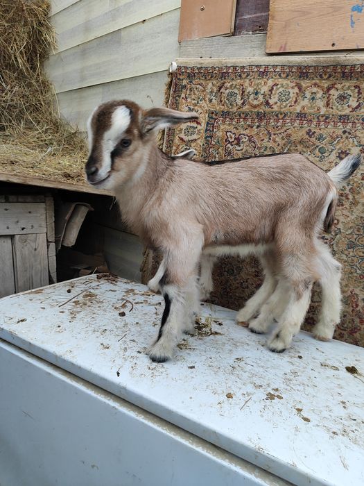 Продам козочек и козлика