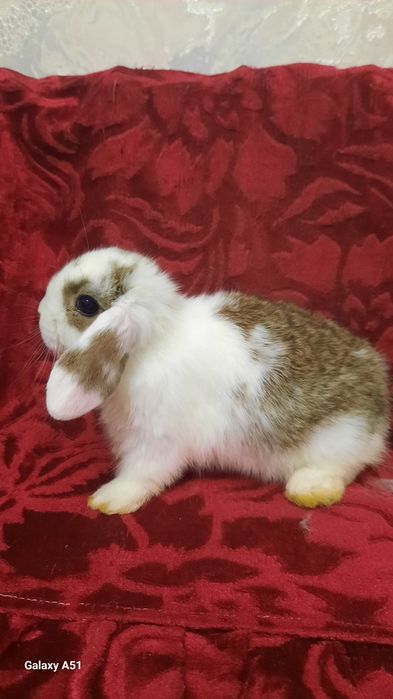 Срочно продаются крольчата.