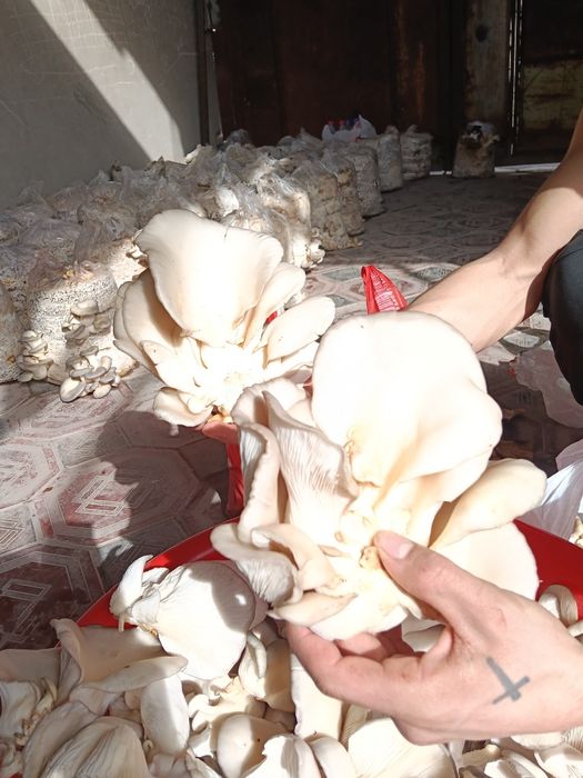 Продаются вешенки