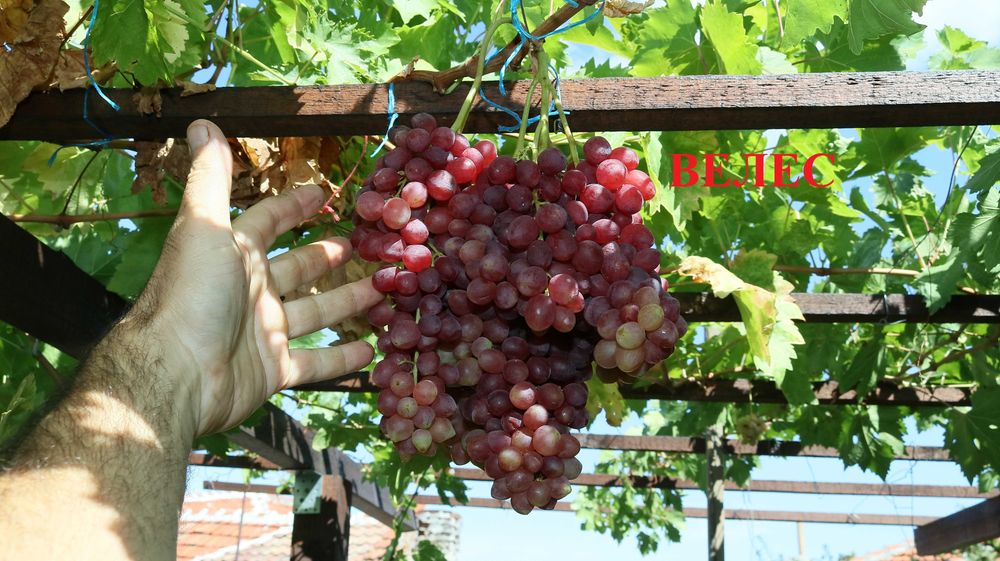 Вкоренени лози. Руски, Украински и Американски сортове.