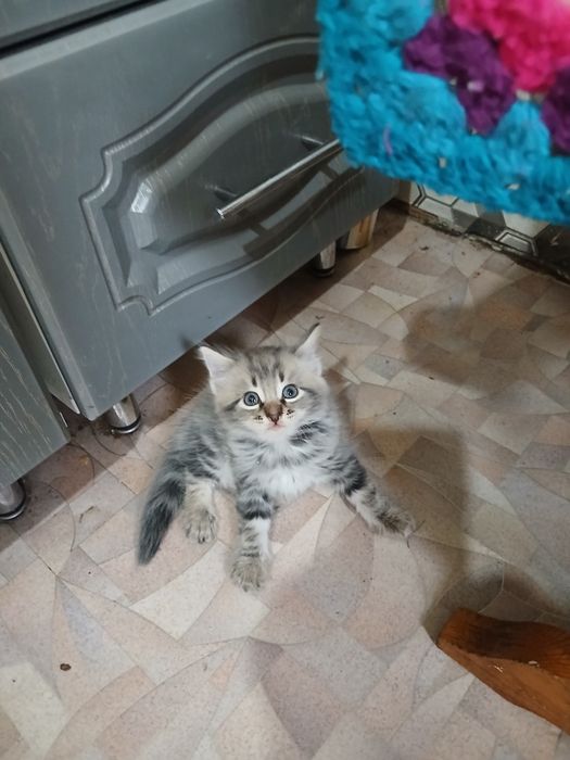 Продам котенка. Срочно