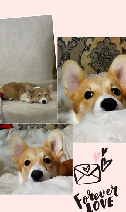 В продаже девочка вельш пемброк корги