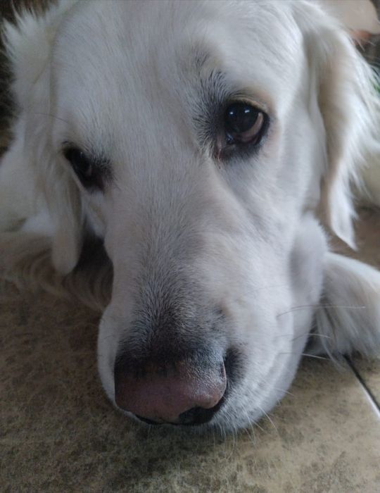 Золотистый Ретривер на вязку.