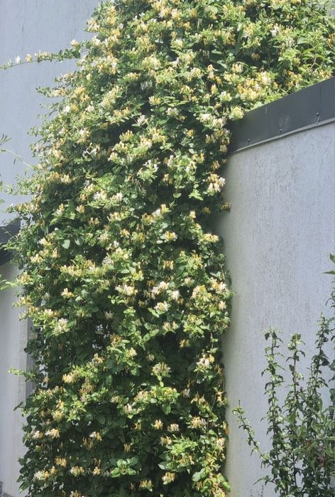 Caprifoi,  Mănâncă Maicii Domnului , Glicina