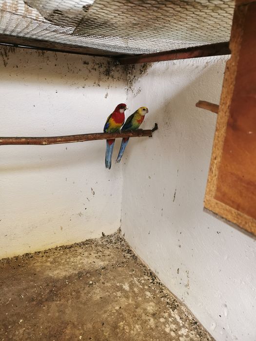 Vând   perechi rosella