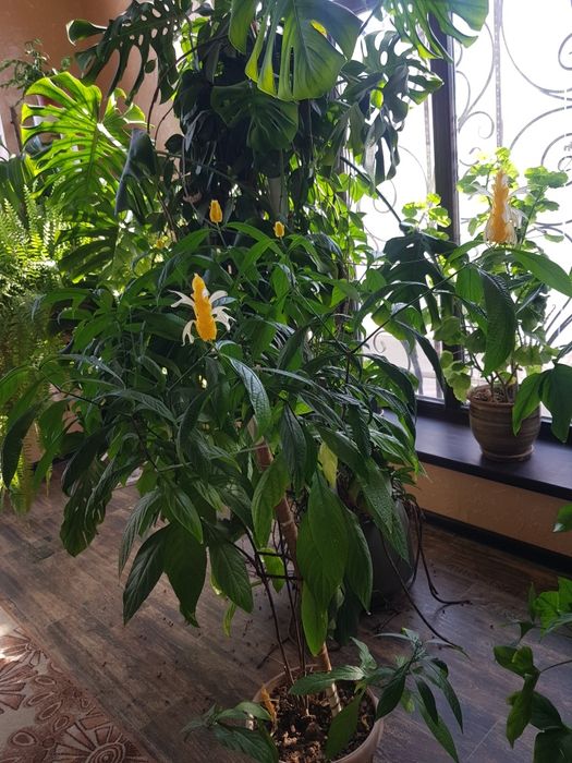 Комнатные растения