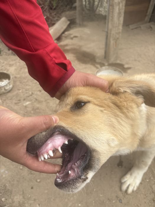 Щенок Кушык продается