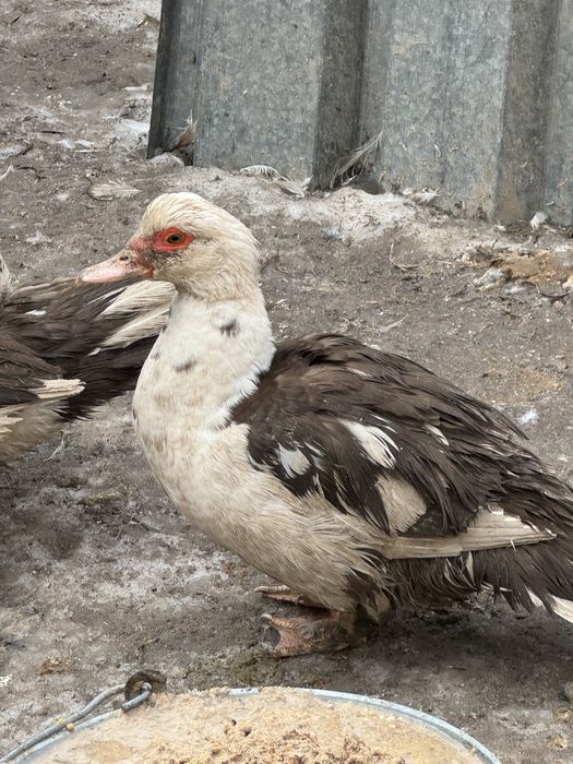 Индоутки разных возрастов