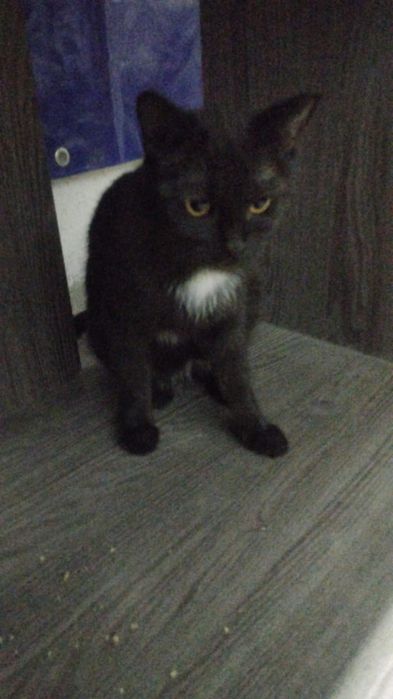 Отдам кошку ! Даром