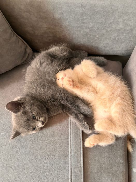 Британские котята