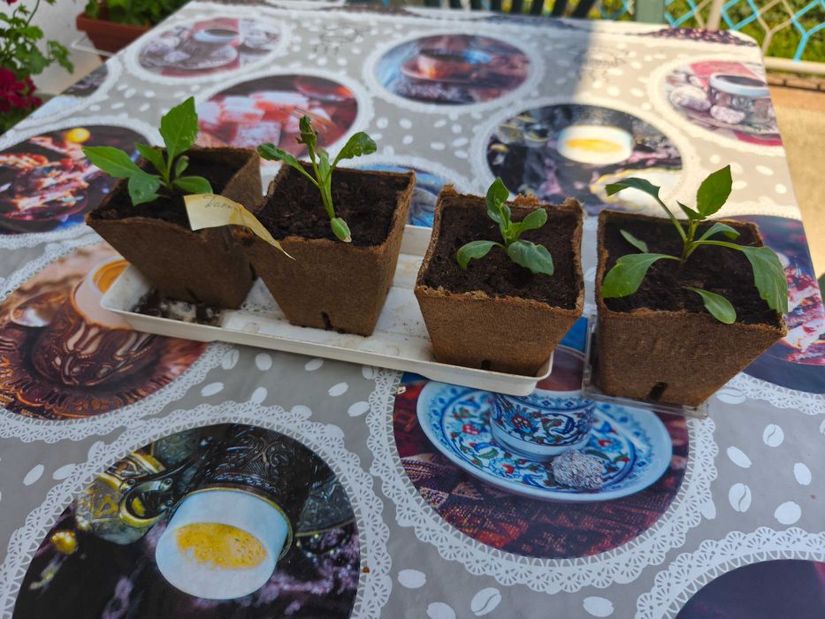 Различни видове цветя