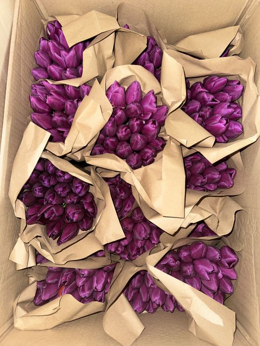 Тюльпан оптом белорусский