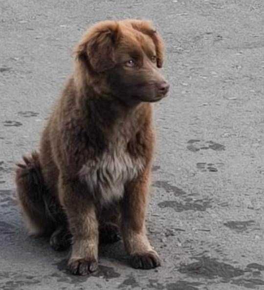 Ищет дом красавица Шоколадка