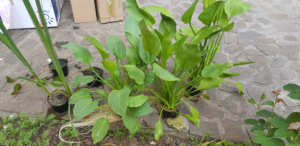 Vand crapi koi si plante de iaz