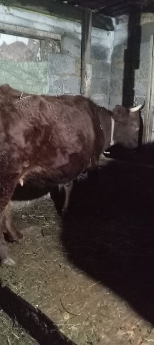 Продается корова