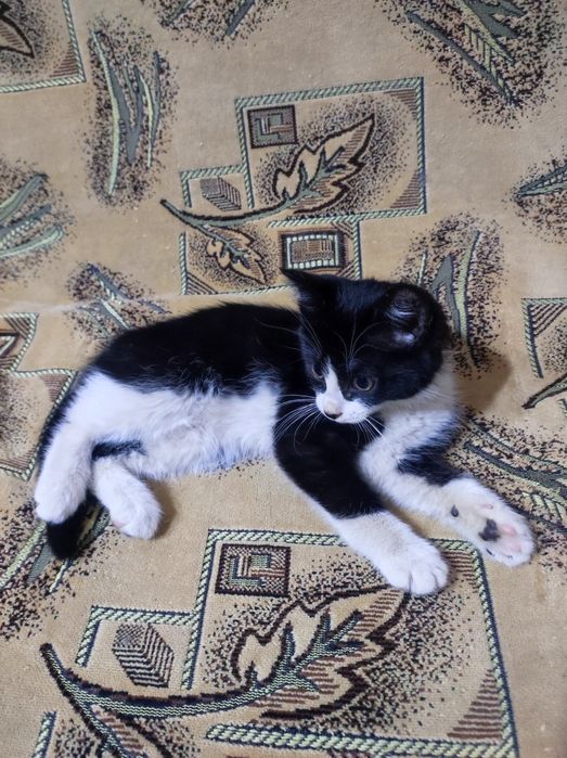 Котёнок 3 месяца , девочка