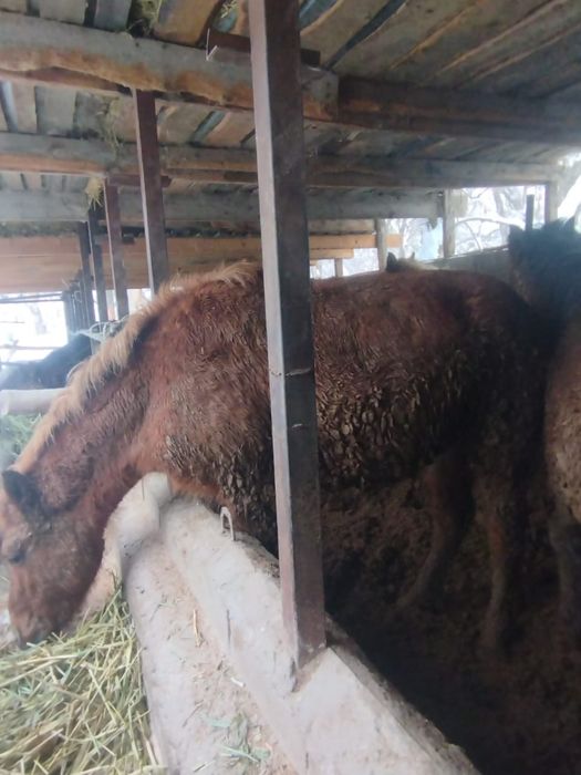 Продам жеребчеков Алтайской породы