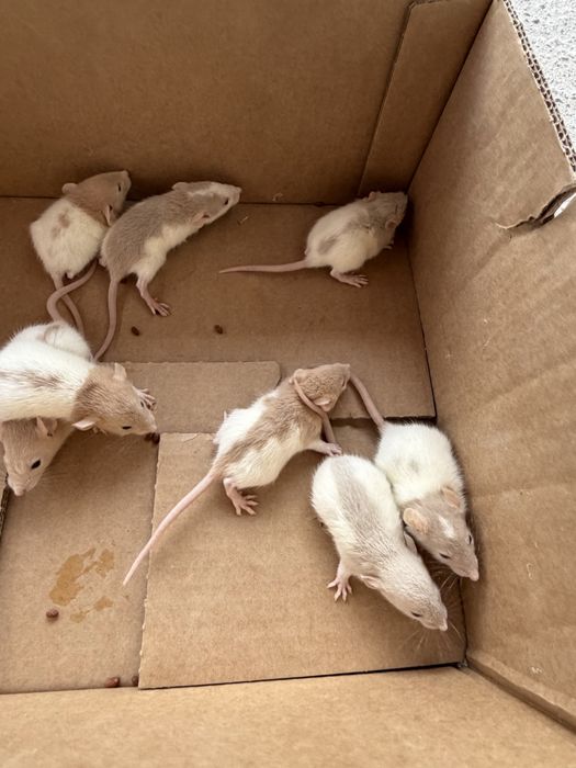 Vand soareci si sobolani de companie