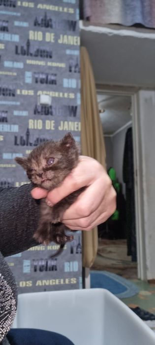 Породистые котята