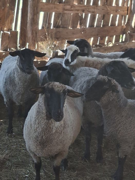 Vând  oi suffolk
