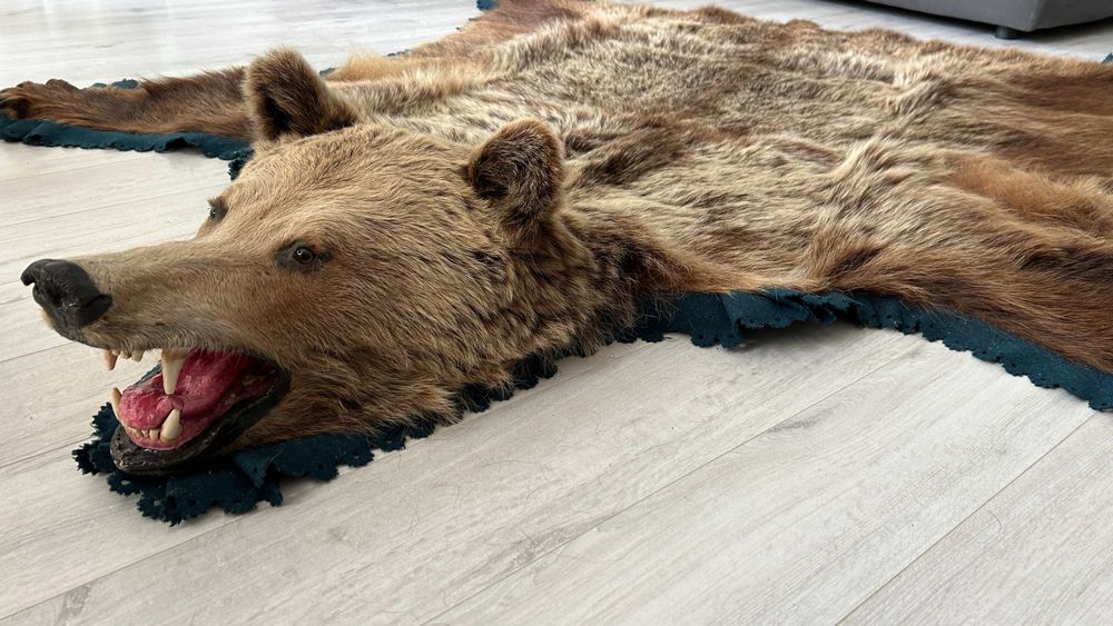 Trofeu covor blana urs