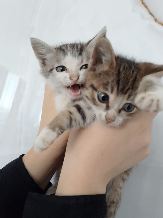 Отдам котят в добрые руки