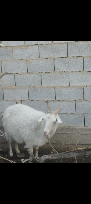 Каза животноводческая