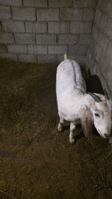 Англо нуби ешкі сатылад