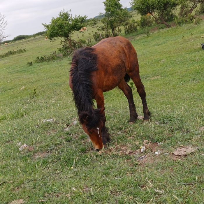 Mai multe detali in privat