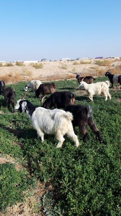 Эчкилар сотилади