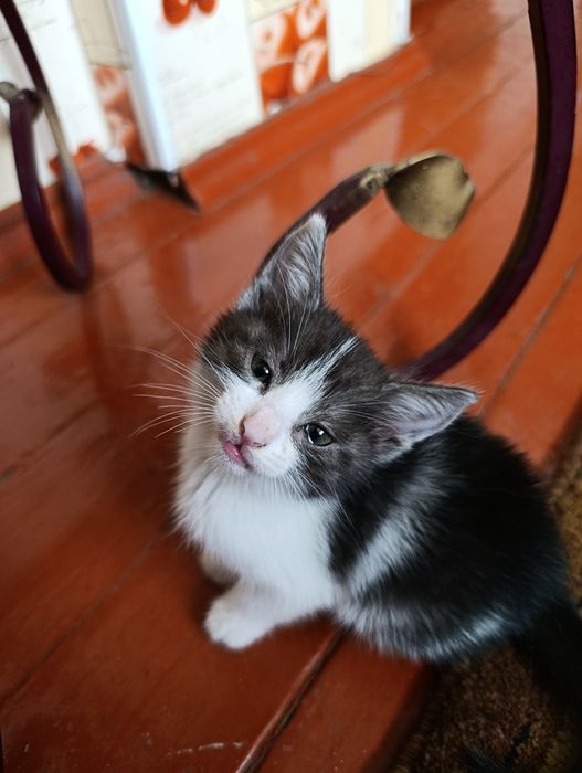Отдам котят в хорошие руки