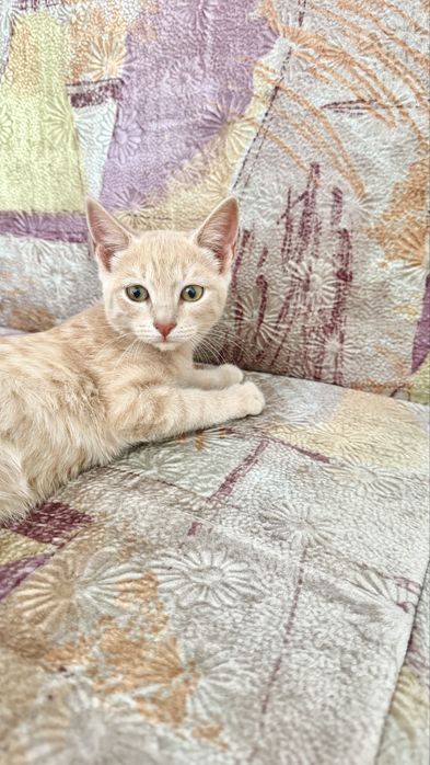 Котенок бесплатно